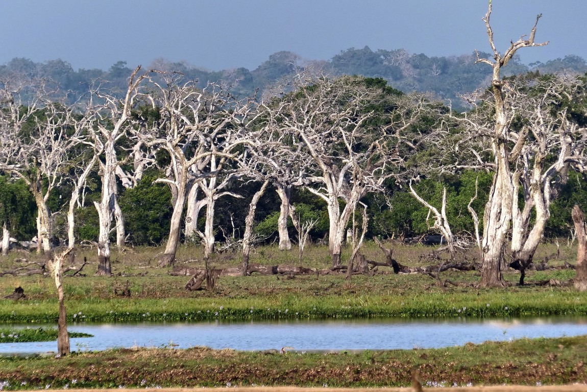 Yala National Park